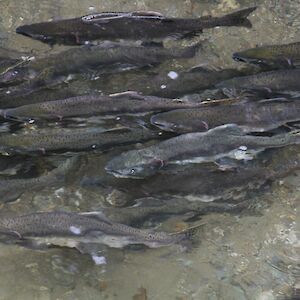 New research reveals global 30x30 target insufficient to sustain salmon populations